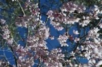 Connect Coaches Garden Tours Image -62b992dc0a757